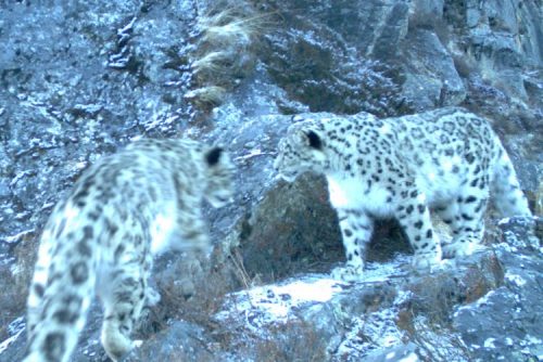 snow-leopard (3)