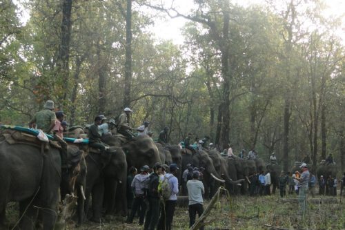 jugle-safari-nepal (1)