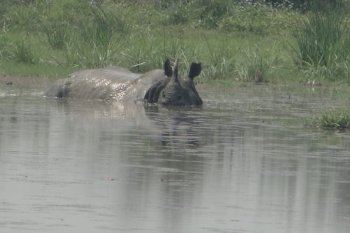 jugle-safari-nepal (2)